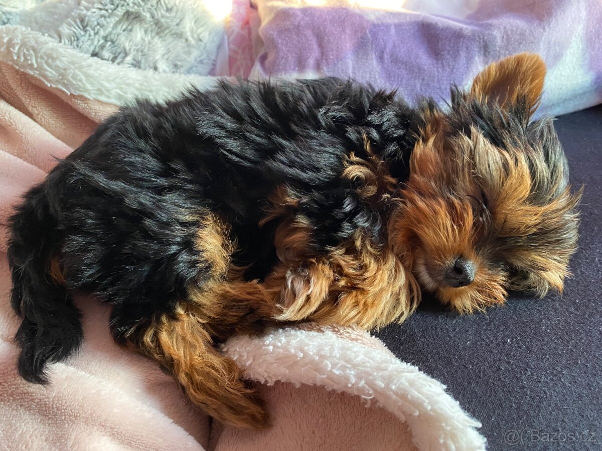 Jorkšírek Maxík- 3 roky - 4