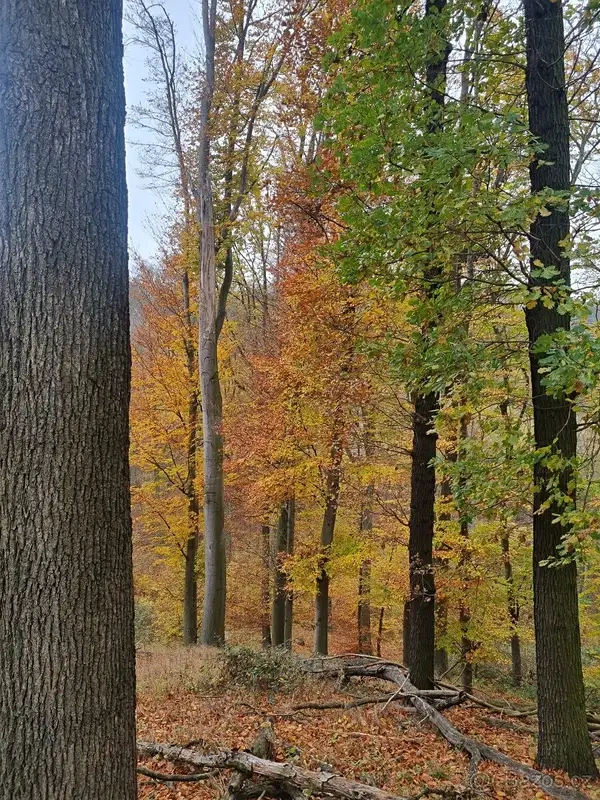 Prodej lesa 6255 m² Žlutava - 4