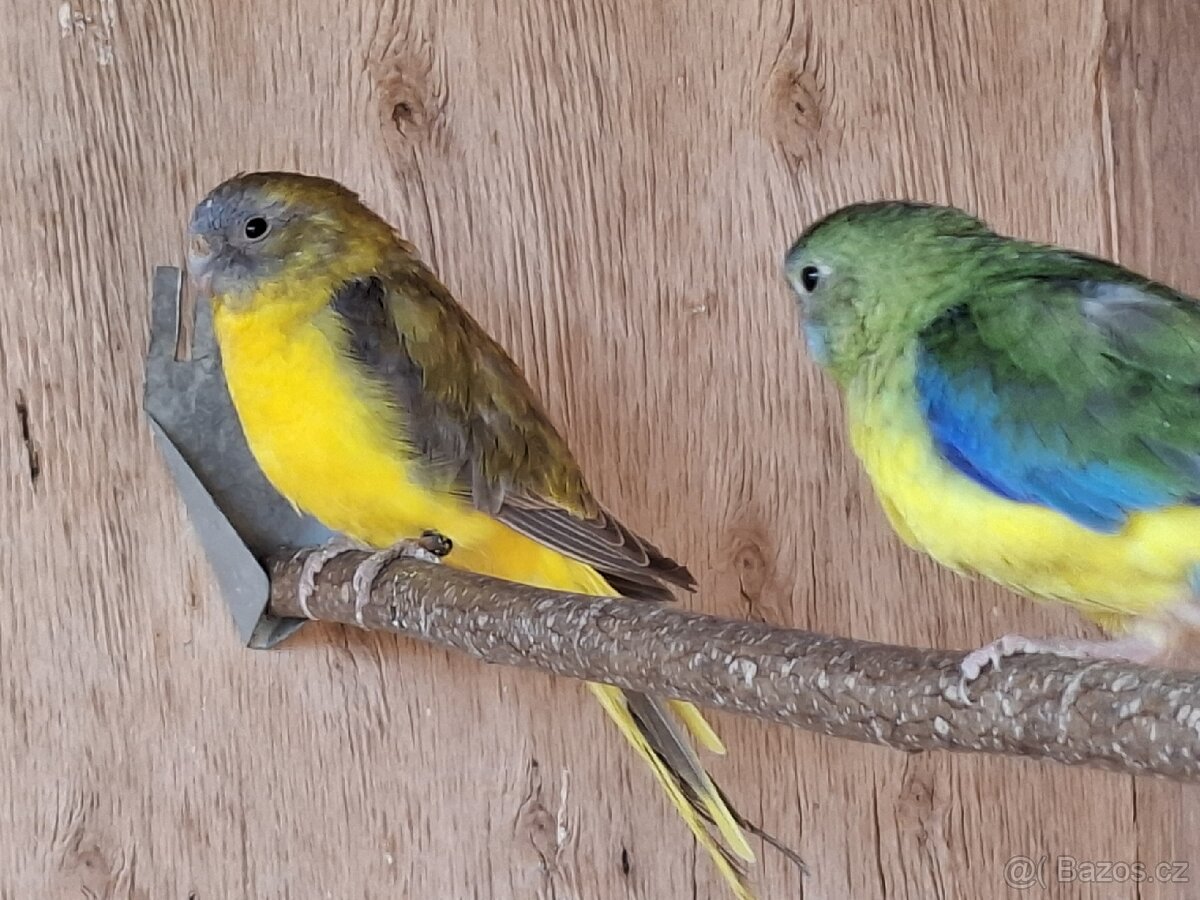 Neoféma tyrkysová žltobruchá - 4