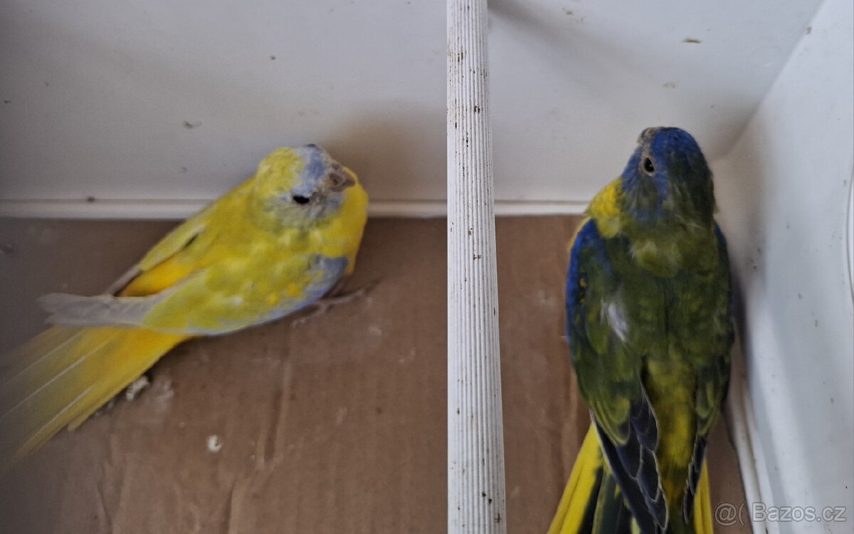 Neoféma tyrkysová žltobruchá - 4