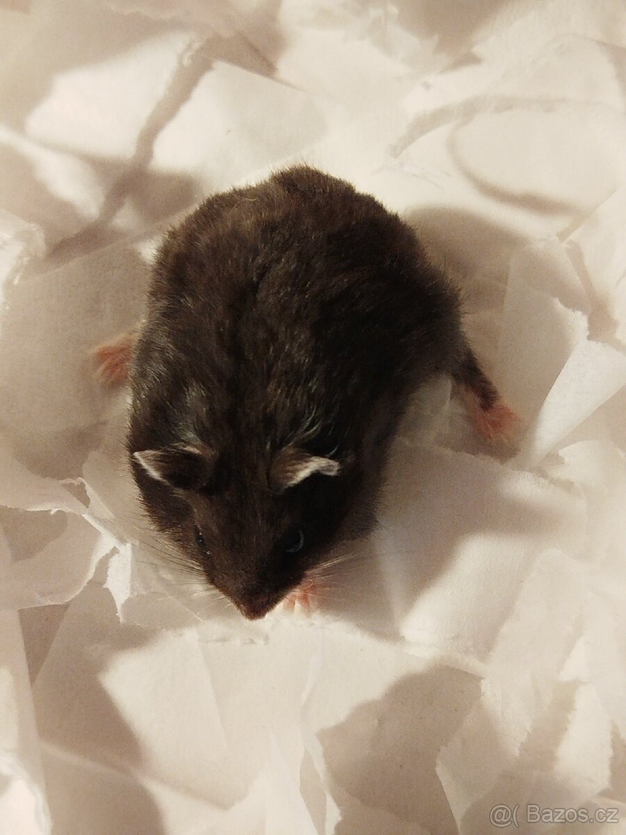 Křeček džungarský - 4