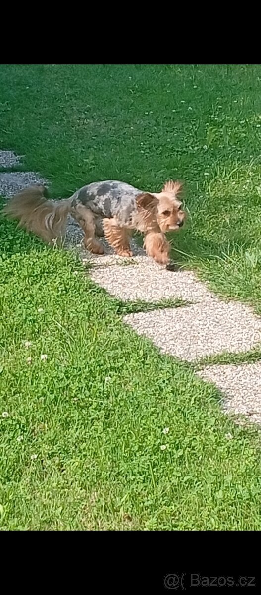 Jorkšírský teriér Blue Merle - 4