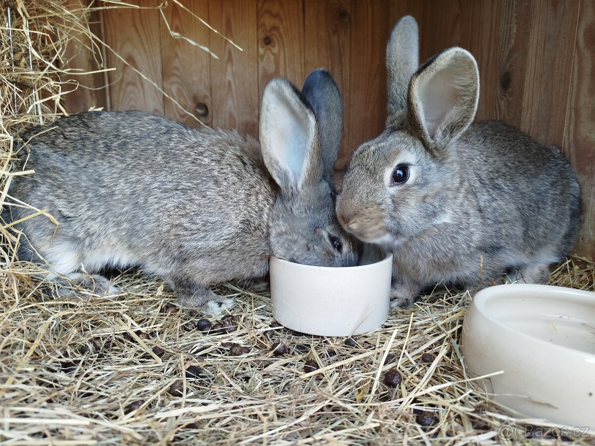 Prodám králíky do chovu - 4
