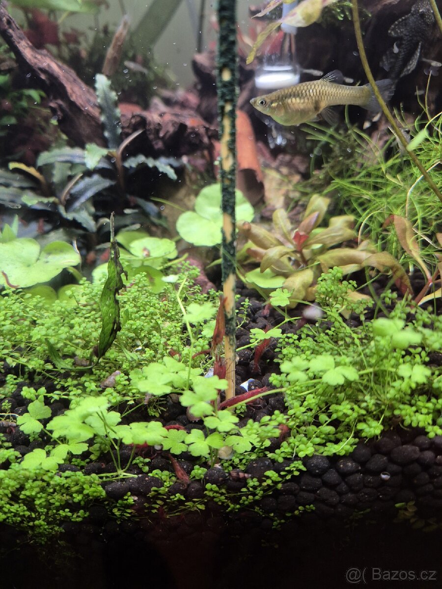 Krevetky Red Cherry - 4