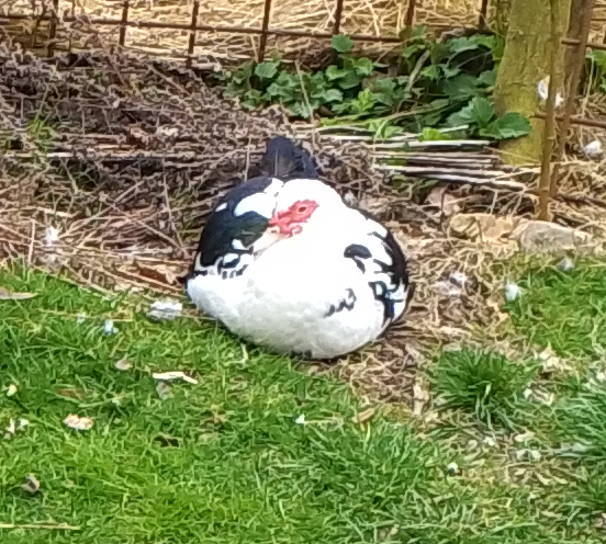 Prodám 5 pižmovek - 4