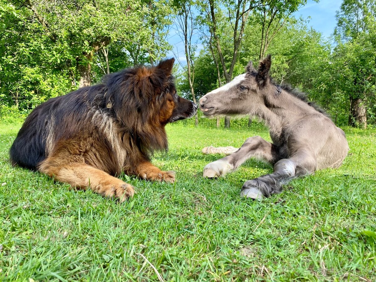 Irský cob-hřebeček s plným původem - 4