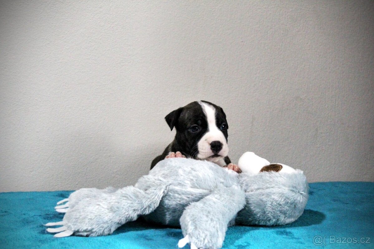Americký stafordšírský teriér s PP - 4