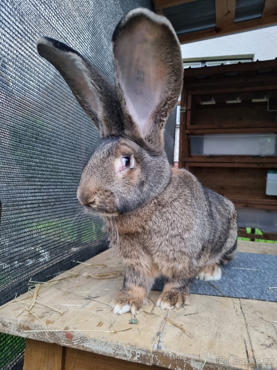 Belgický obr Div - 4