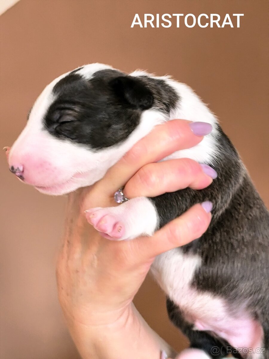 Anglický Bulteriér - 4