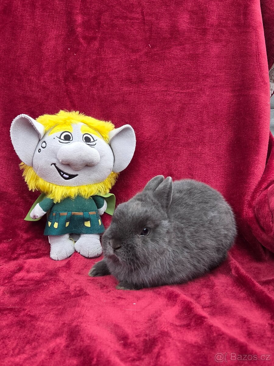 Nádherná miminka k odběru před Vánoci -přeprava celá ČR - 4