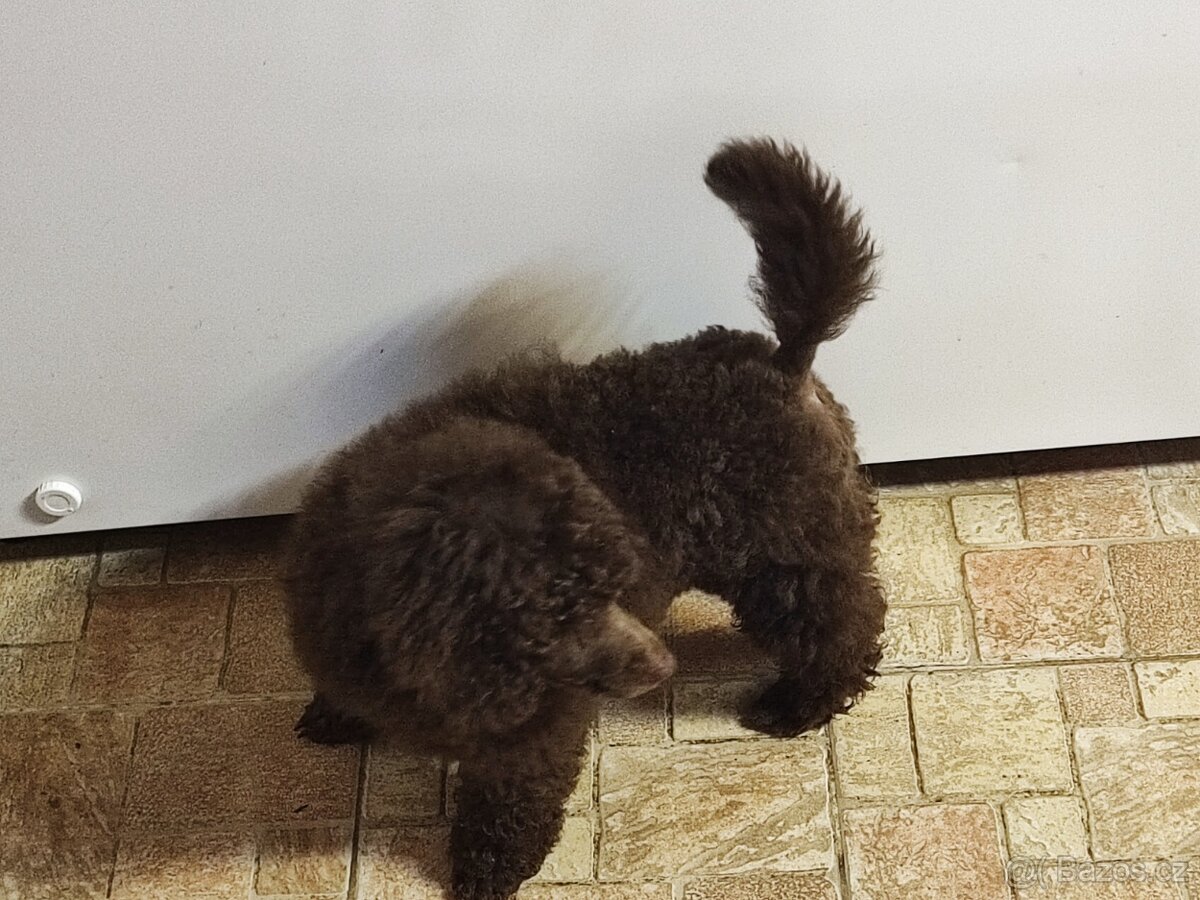 Pudl střední hnědý s P.P. - 4