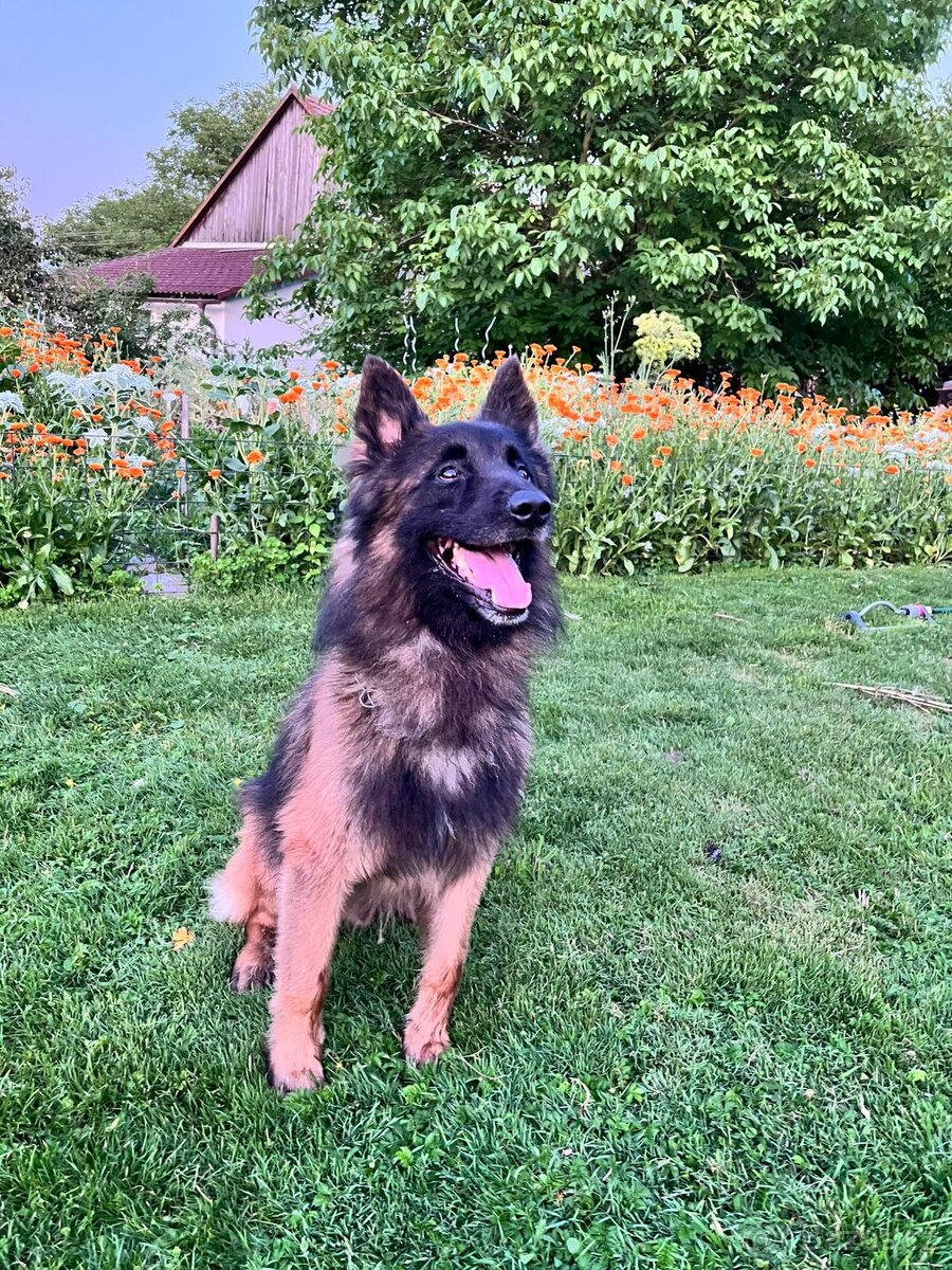 Belgický ovčák Tervueren - 4