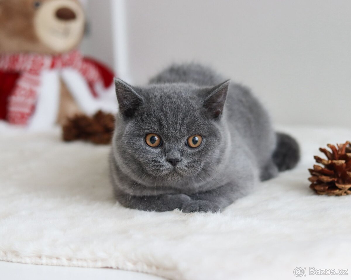 Britská koťátka s PP kocourek - 4