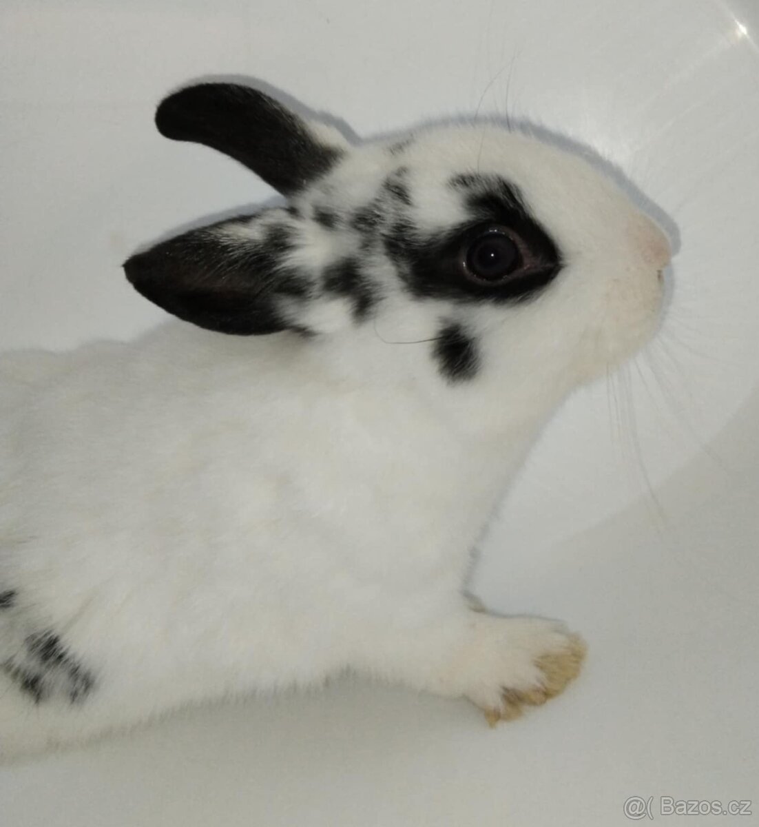 Zakrslý králíček bez PP sameček Apollo - 4