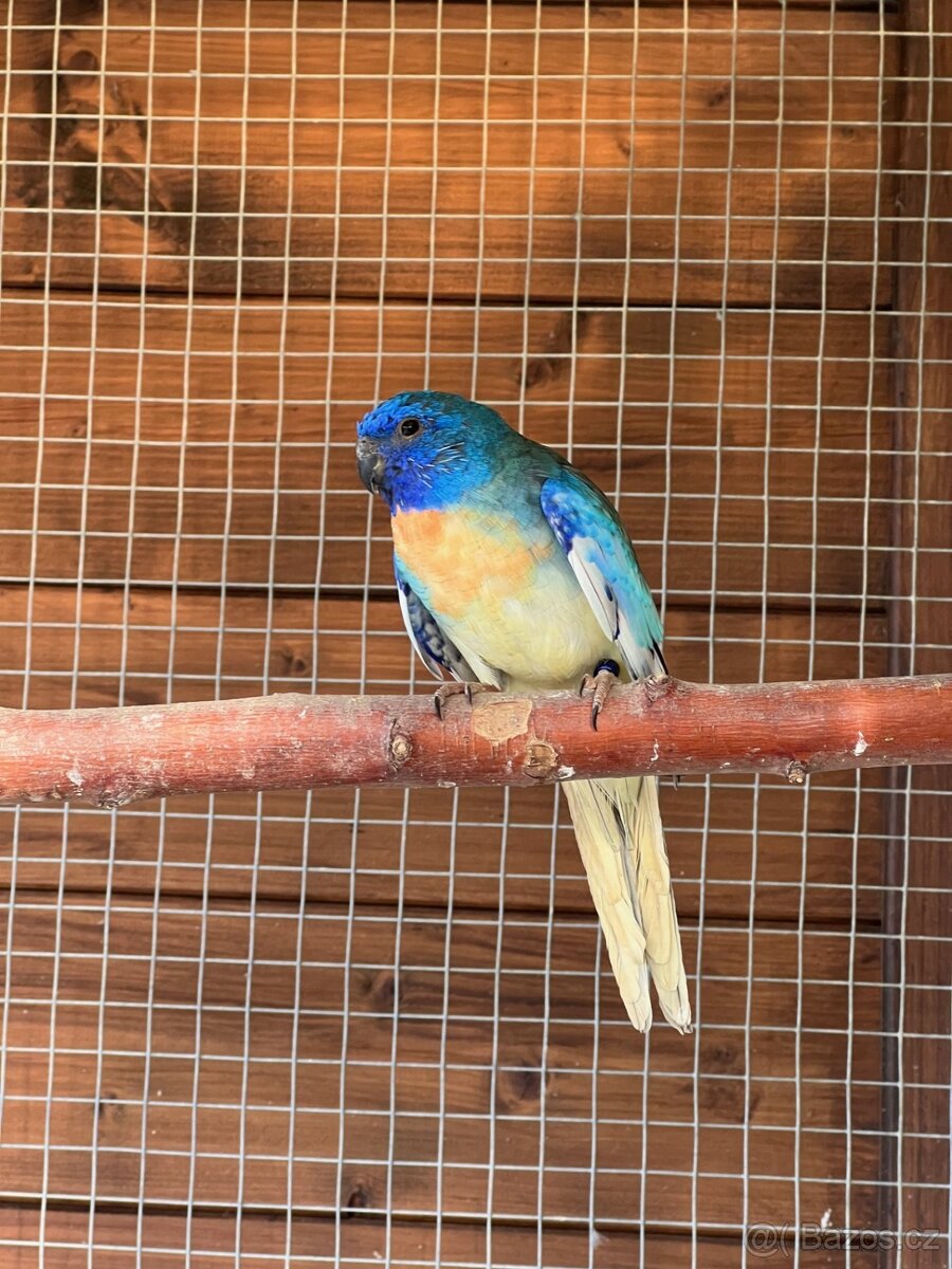 Neoféma modrohlavá - 4