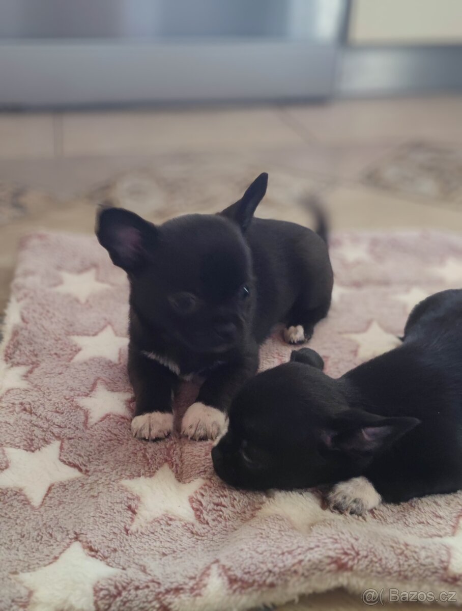 Čivava krátkosrstá s PP FCI - 4