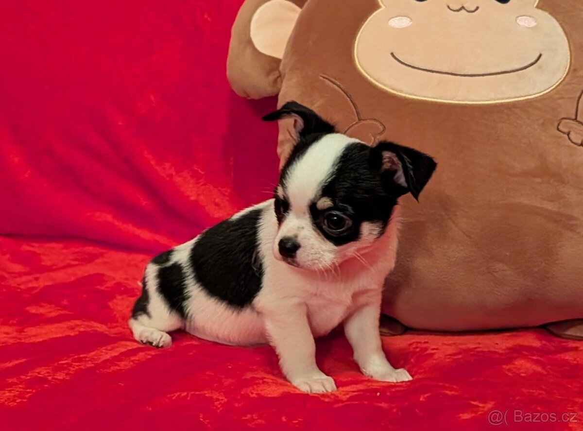 Čivava krátkosrstá s PP- pejsci - 4