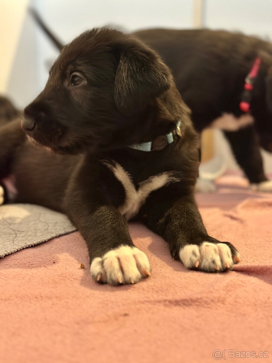 Írsky vlkodav s PP - 4