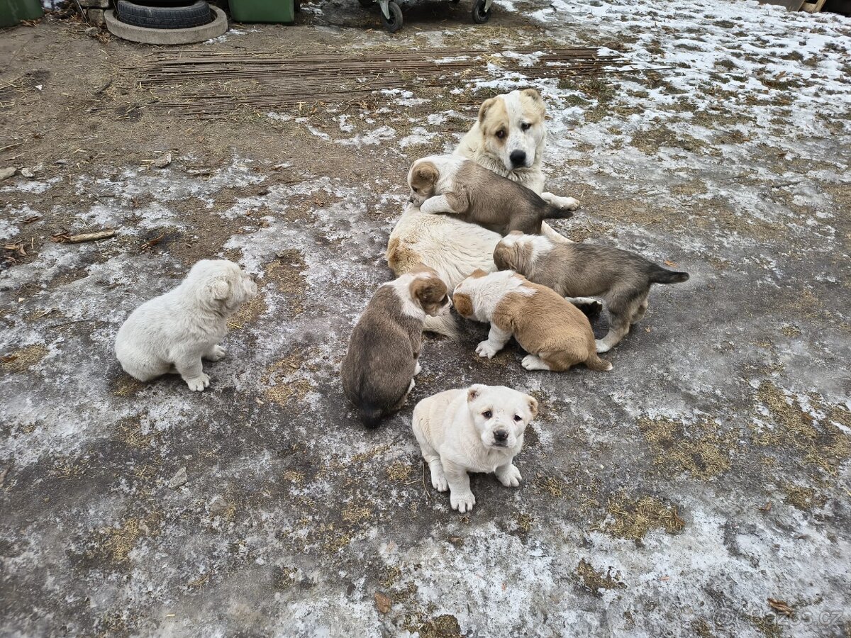 SAO/středoasijský pastevecký pes - 4