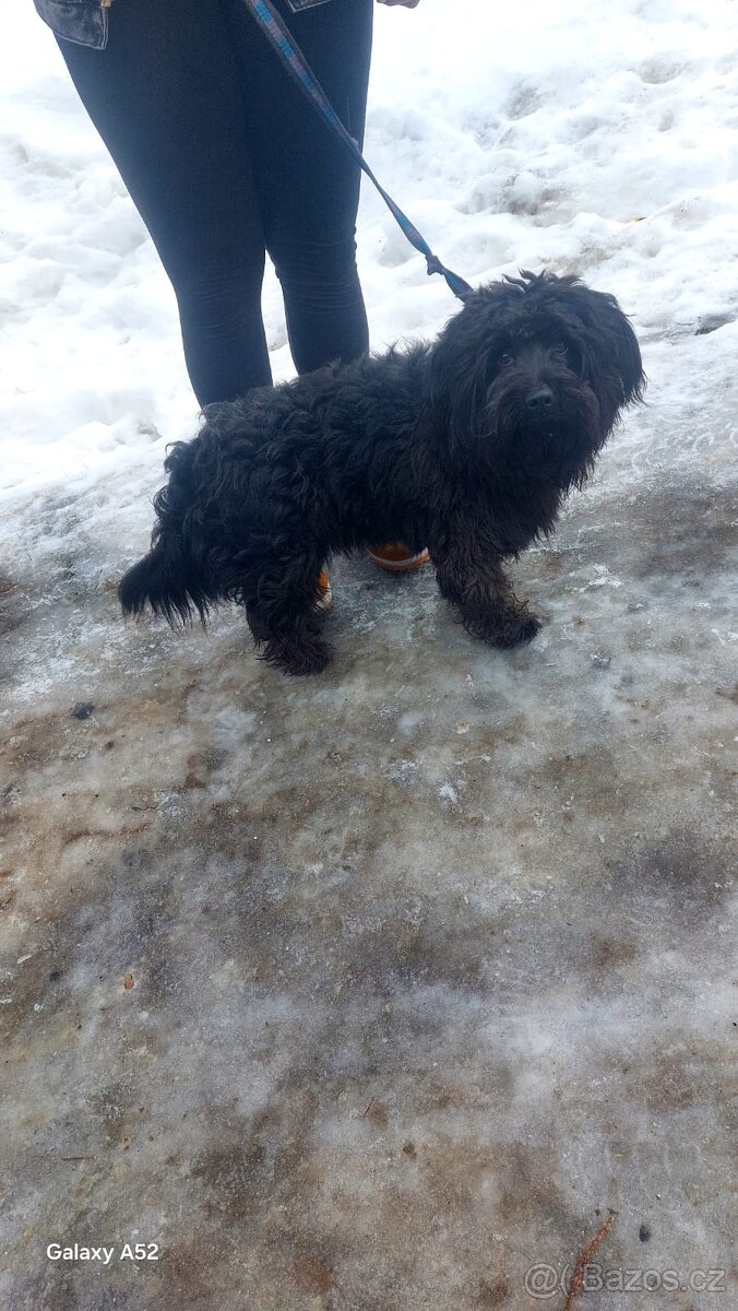 Bisonek,havansky psík,maltezak,bischon, - 4