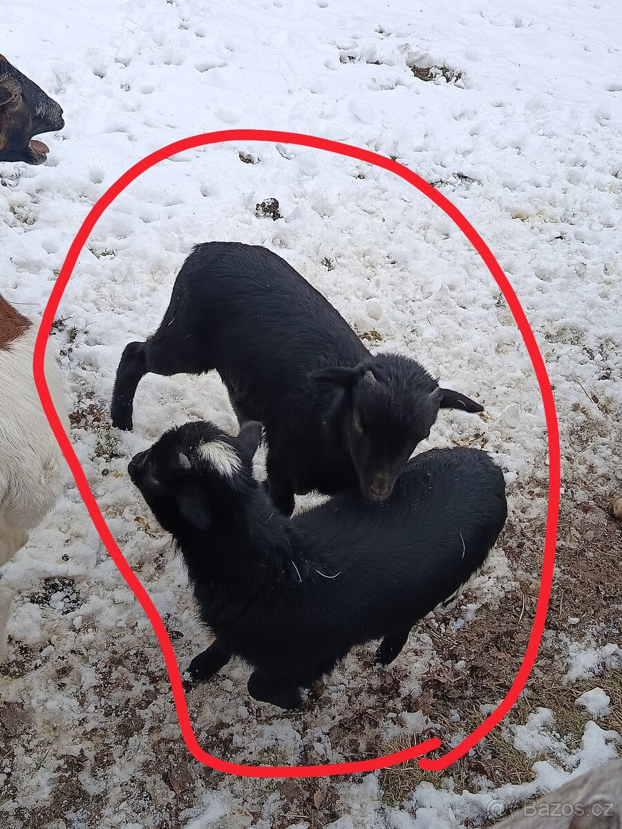 Kamerunské jehňátka a ovečky - 4