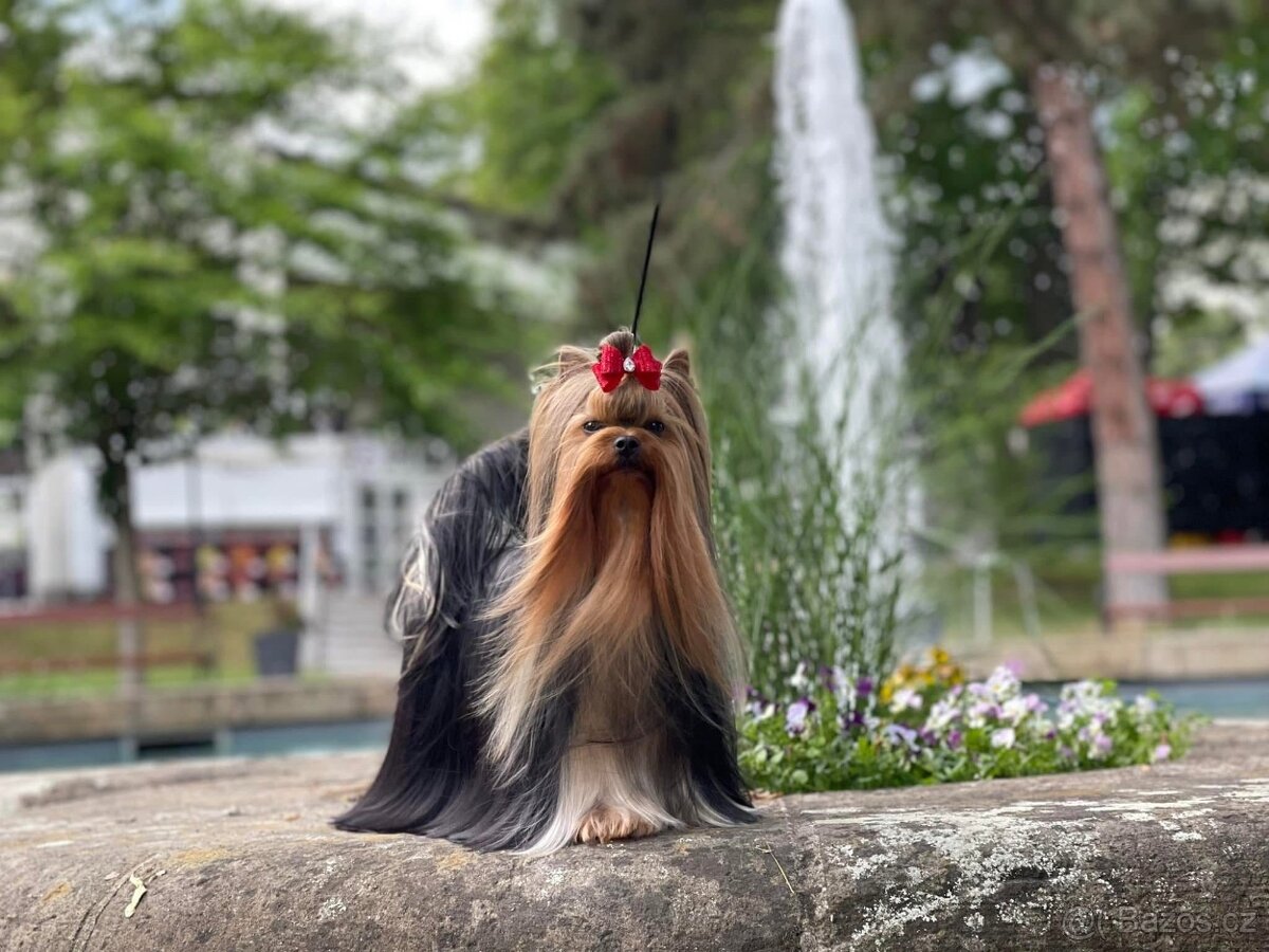 Yorkshire terrier - 4