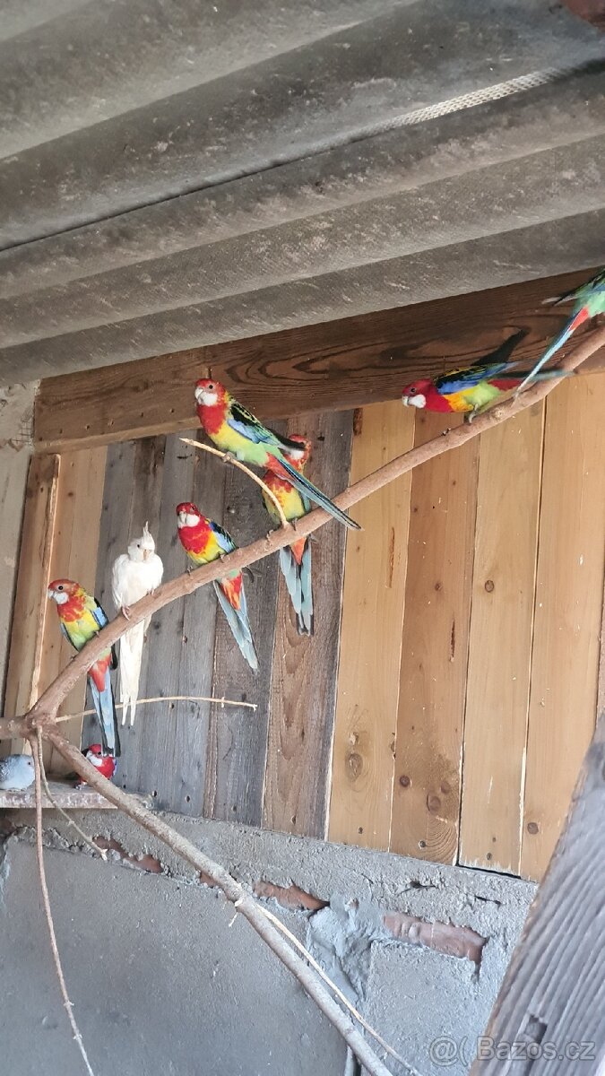 Rosela pestrá, chovné páry - 4