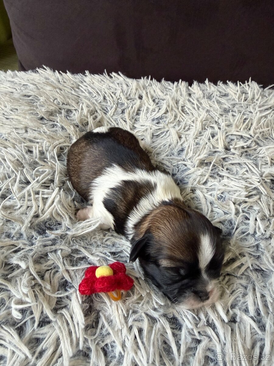 Shih tzu - 4