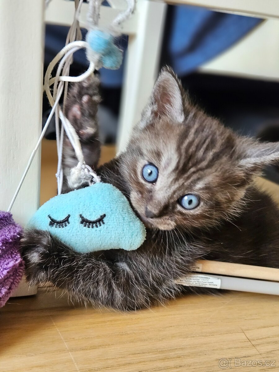 Kříženci Ragdoll - 4