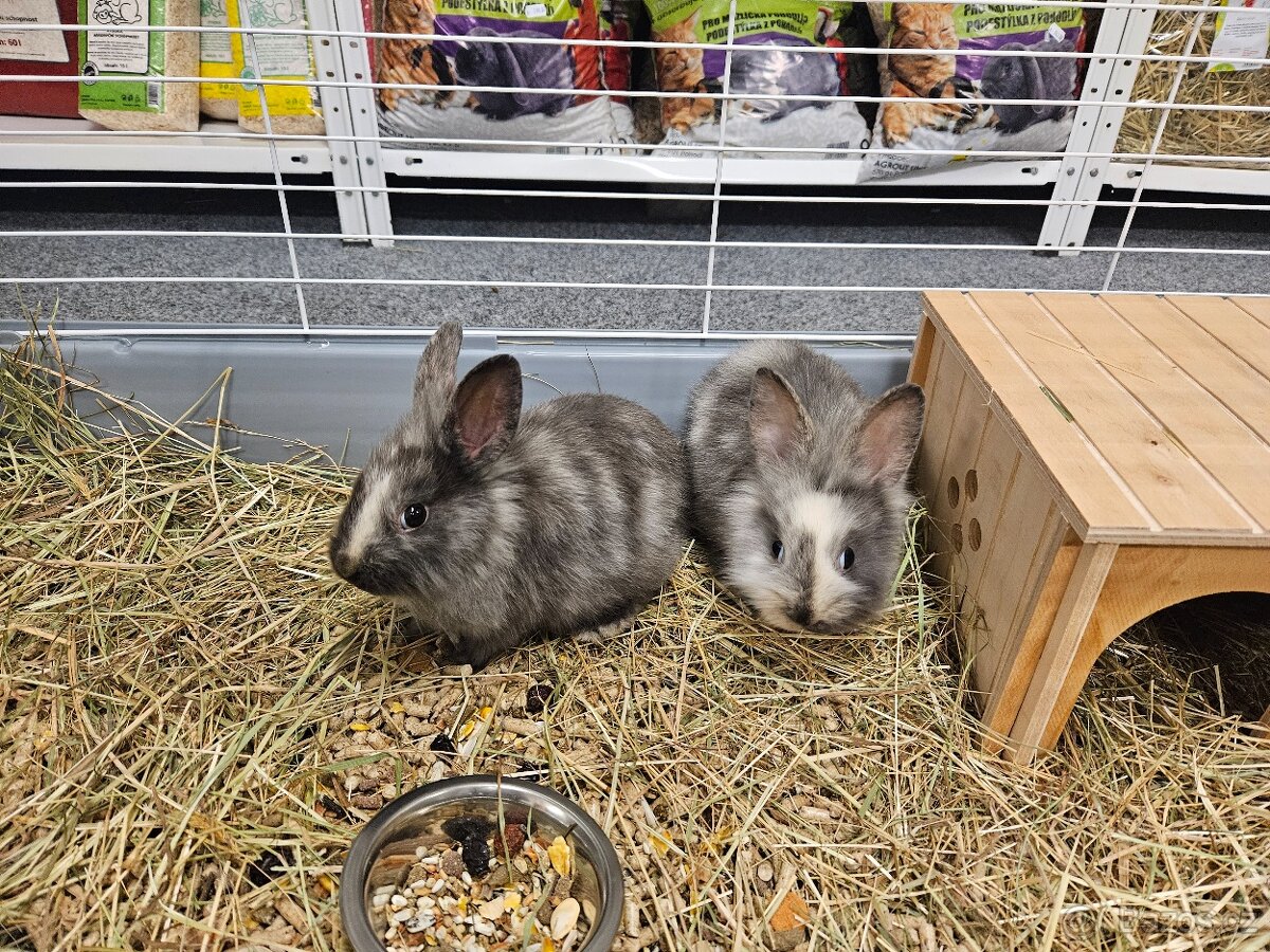 Zakrslý králíček - 4