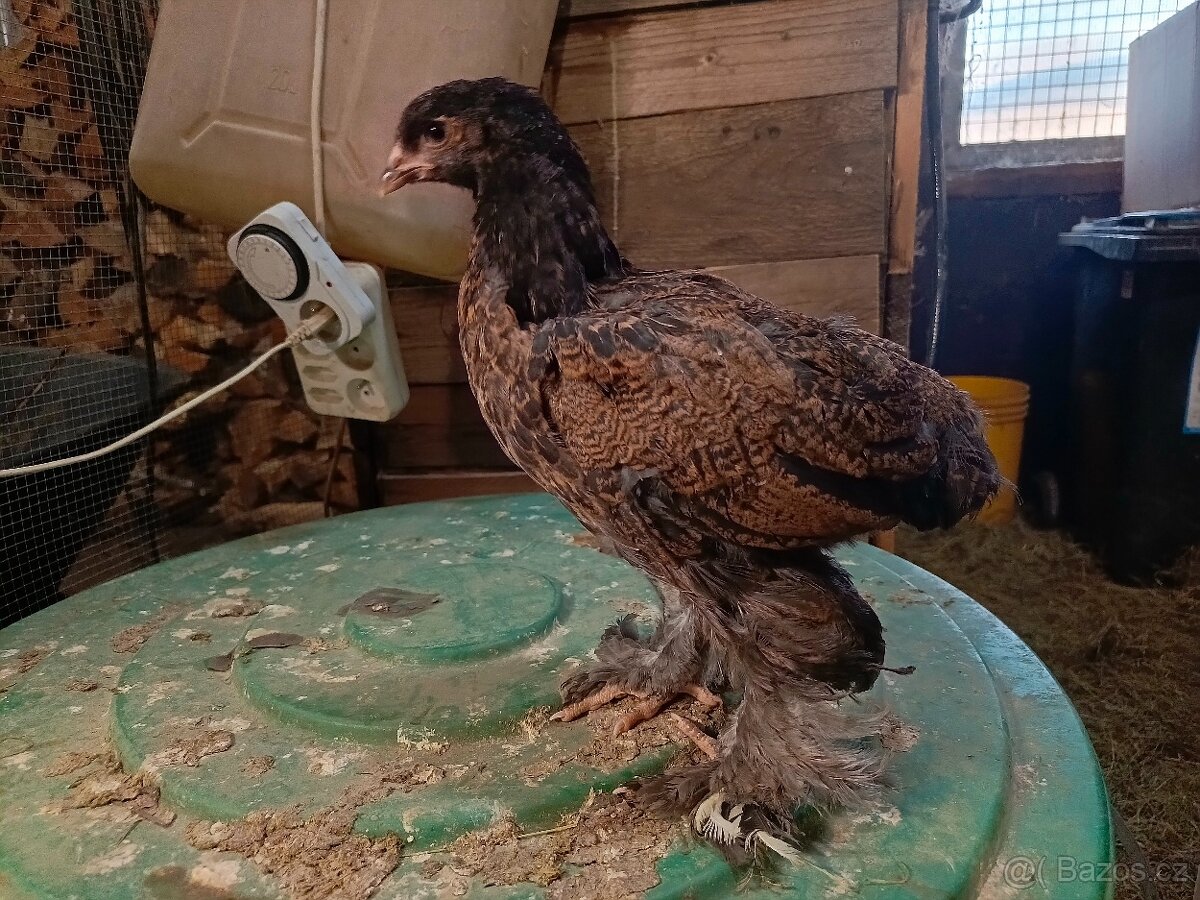 Brahmanka velká - 4