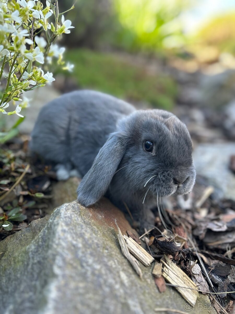 Zakrslí beránci samičky - 4