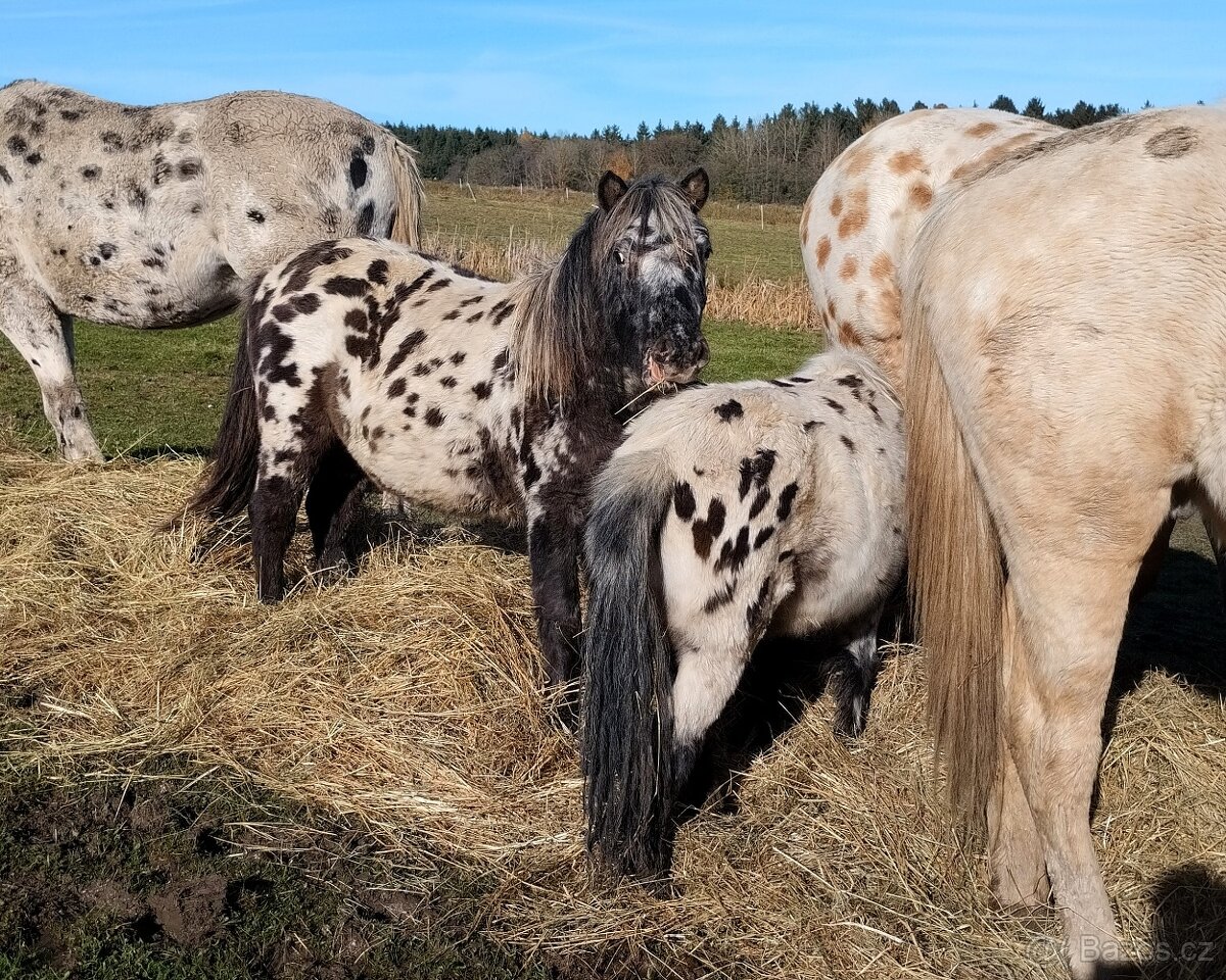 MiniHorse/ MiniAppaloosa - 4