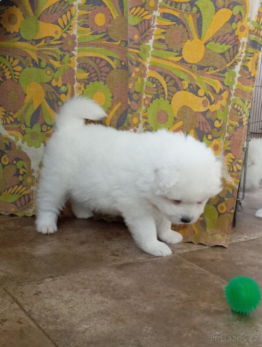 Samojed - štěně s PP - 4