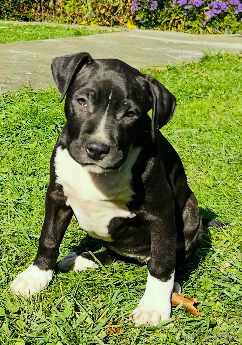 americký stafordšírský teriér - 4