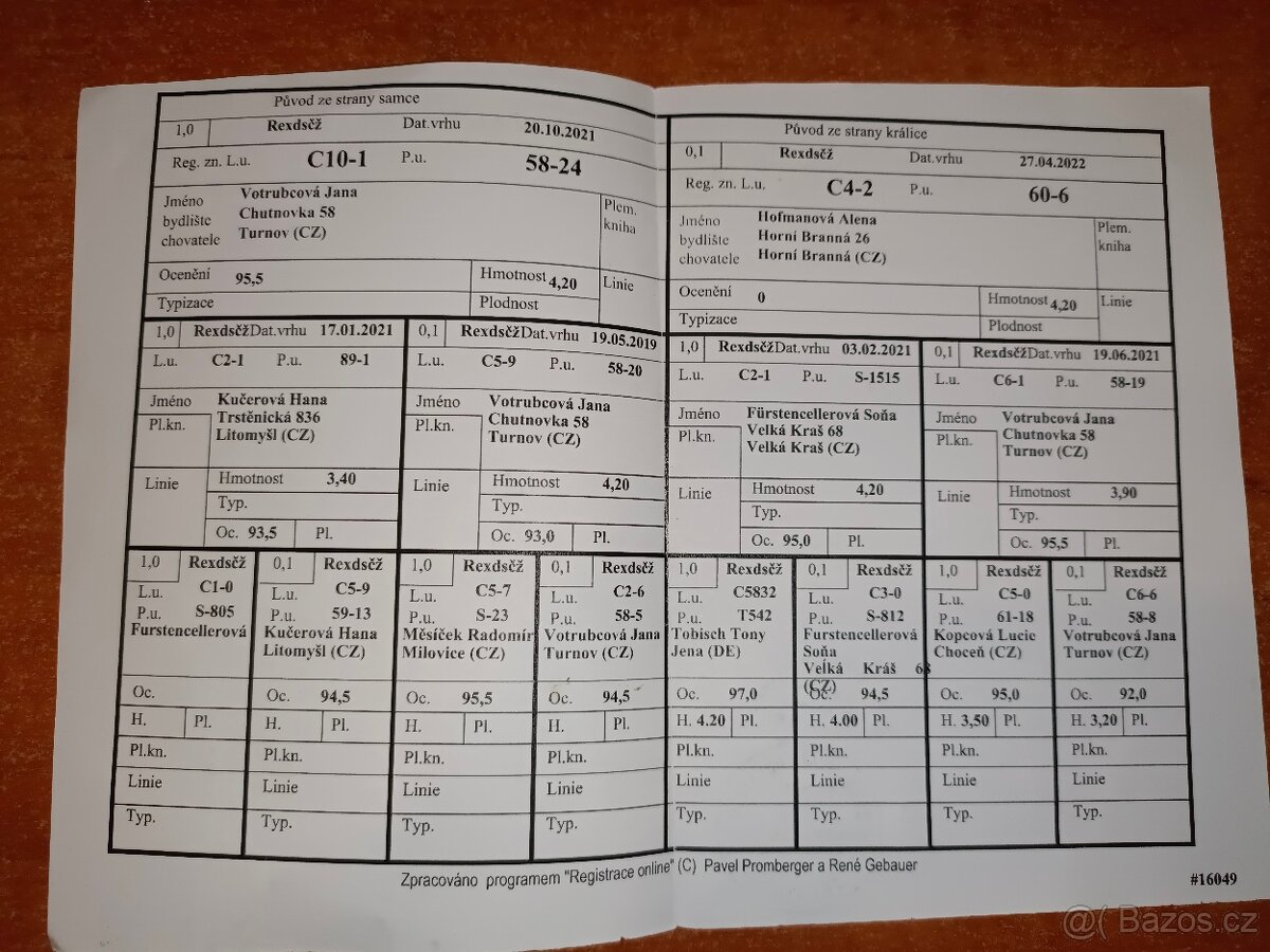 Rex dalmatinský strakáč černožlutý - 4