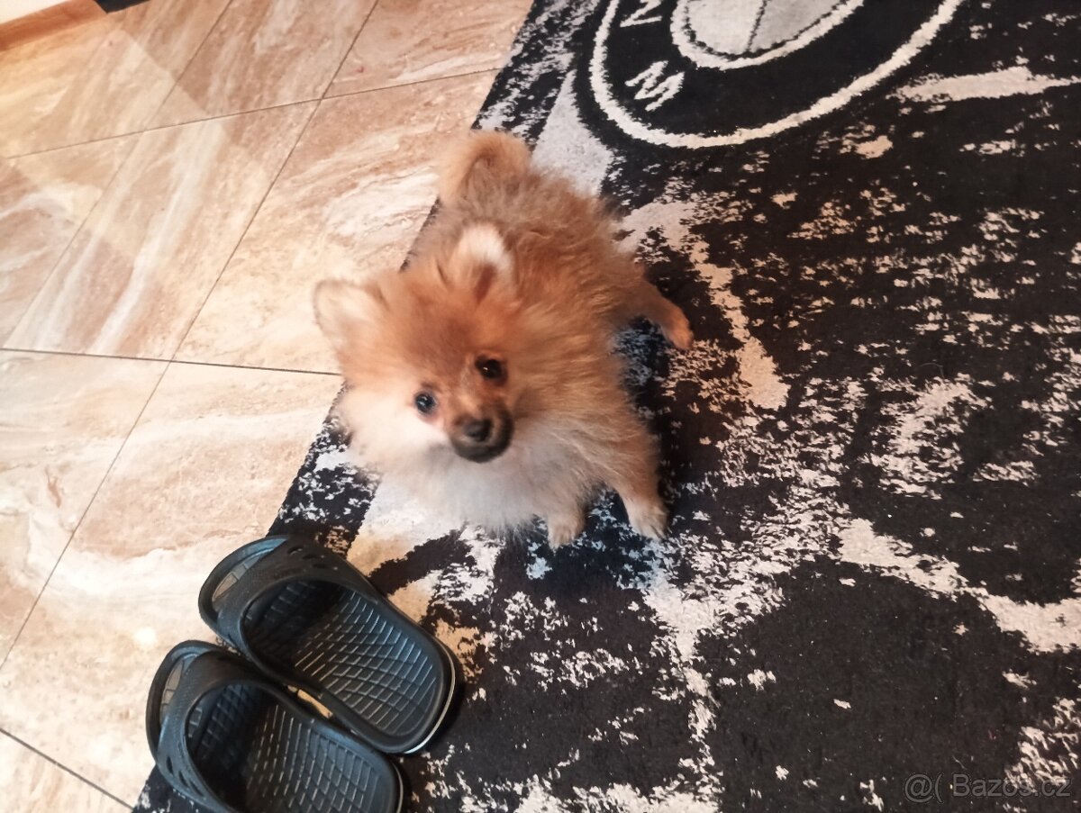 Pomeranian špic - 4