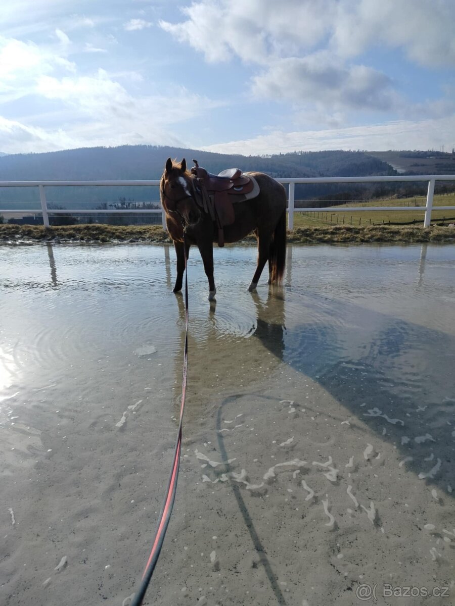 Prodám valacha Quatre Horse - 4