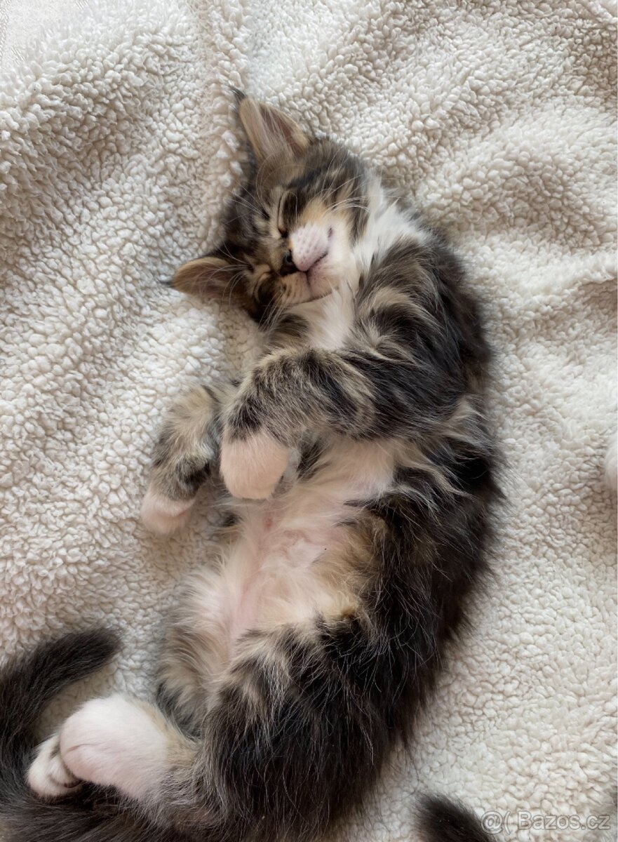 Mainská mývalí koťátka - 4