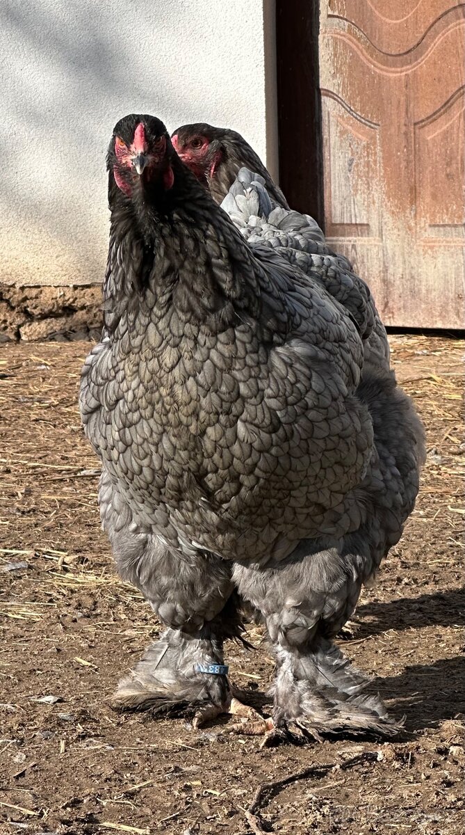 Brahmánka velká modrá a černá - 4