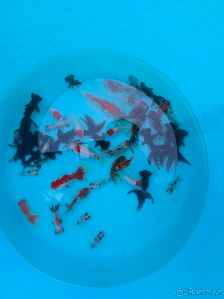 ❗️ZÁVOJNATKA ČÍNSKÁ 3-13CM❗️ - 4