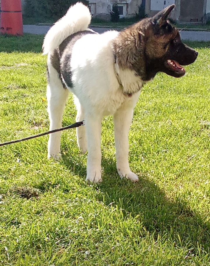 Americká akita - 4