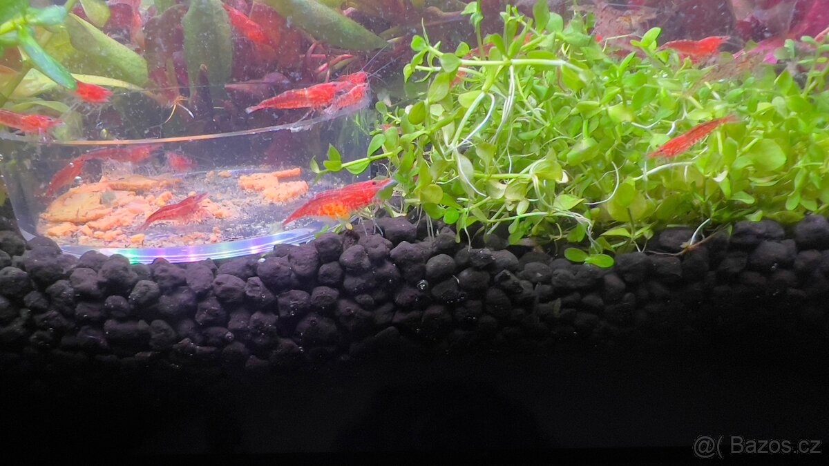 Krevety Neocardina red - 4