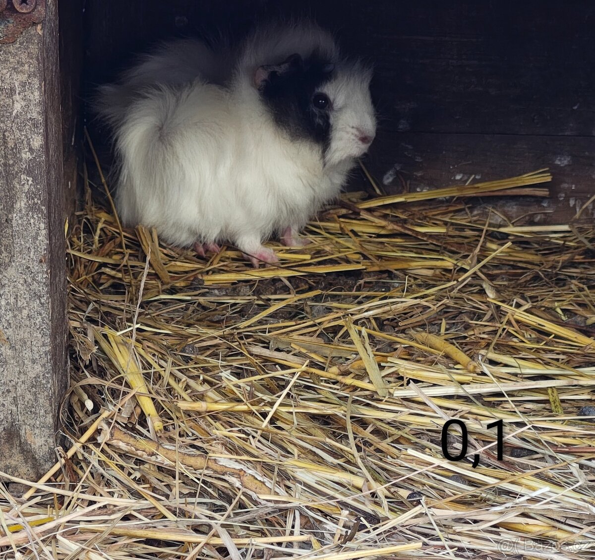 Morčata angorská a krátkosrstá - 4