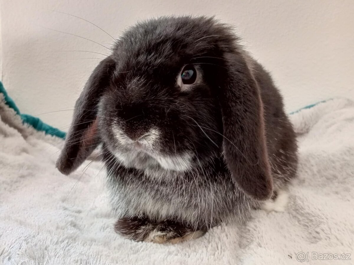 Volný Sameček - Anglický Zakrslý Beránek MiniLop🍑🧡🤍 - 4