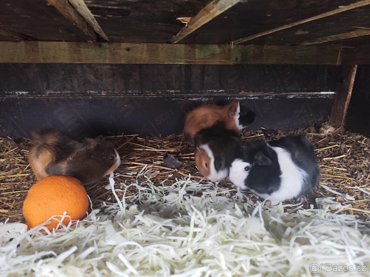 Morčátko, morče - 4