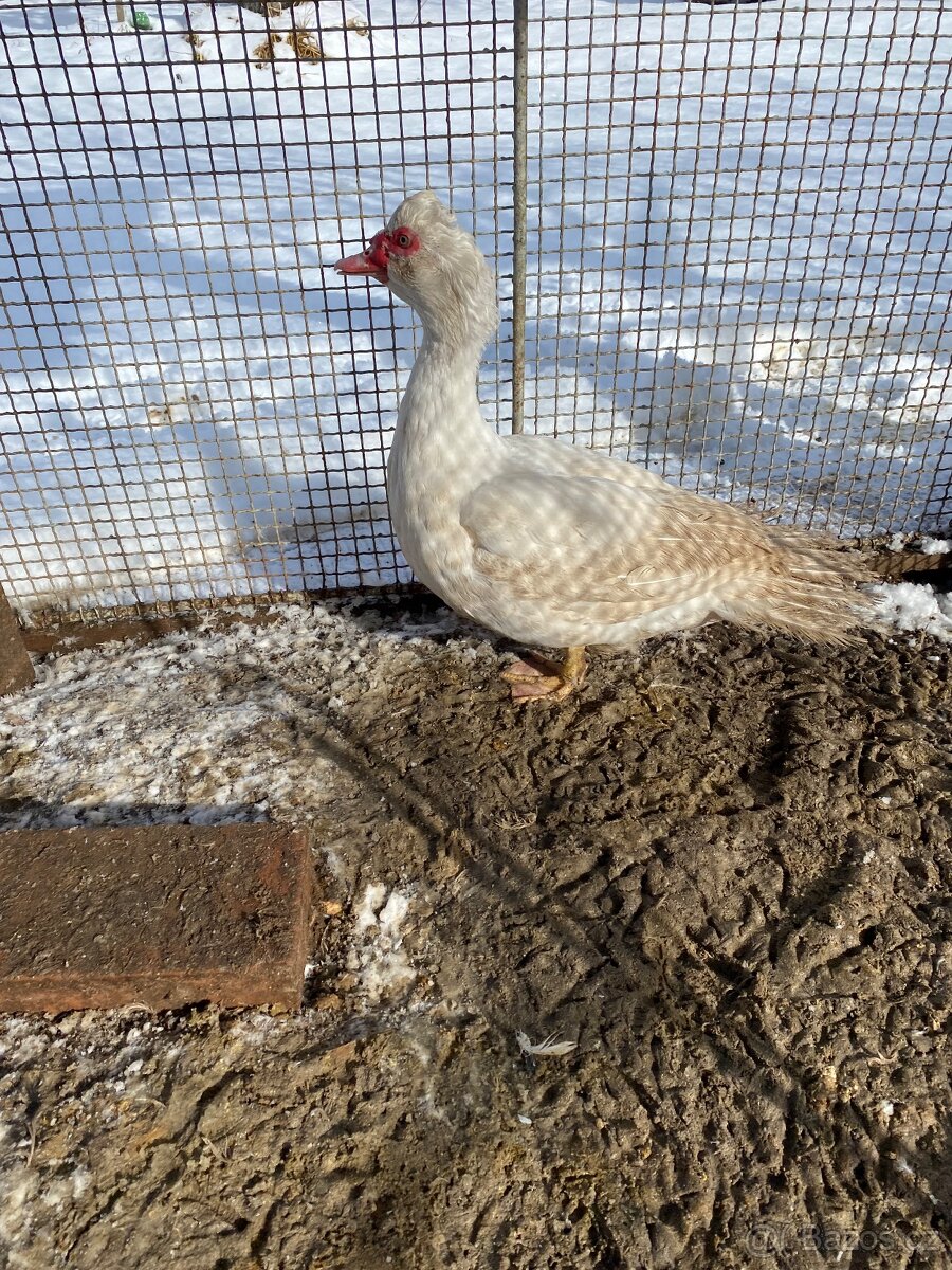 Prodám krásné 2 kačery - 4