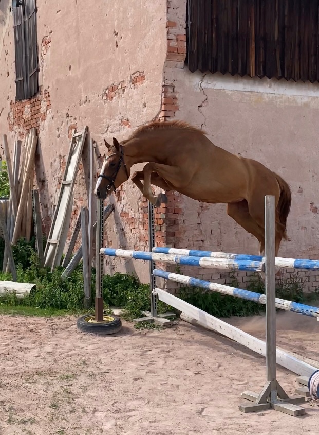 Klisna ČT 5 let - 4