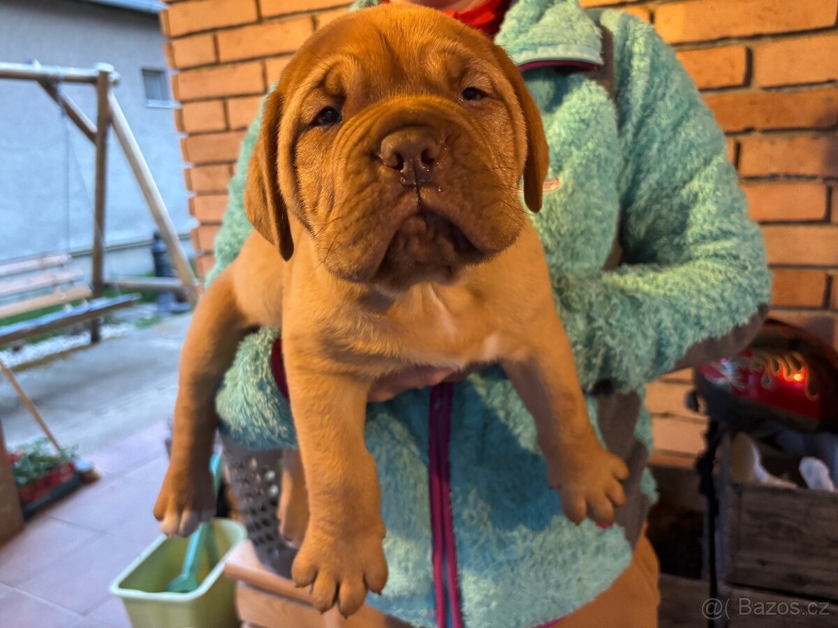 Bordeauxská doga - 4