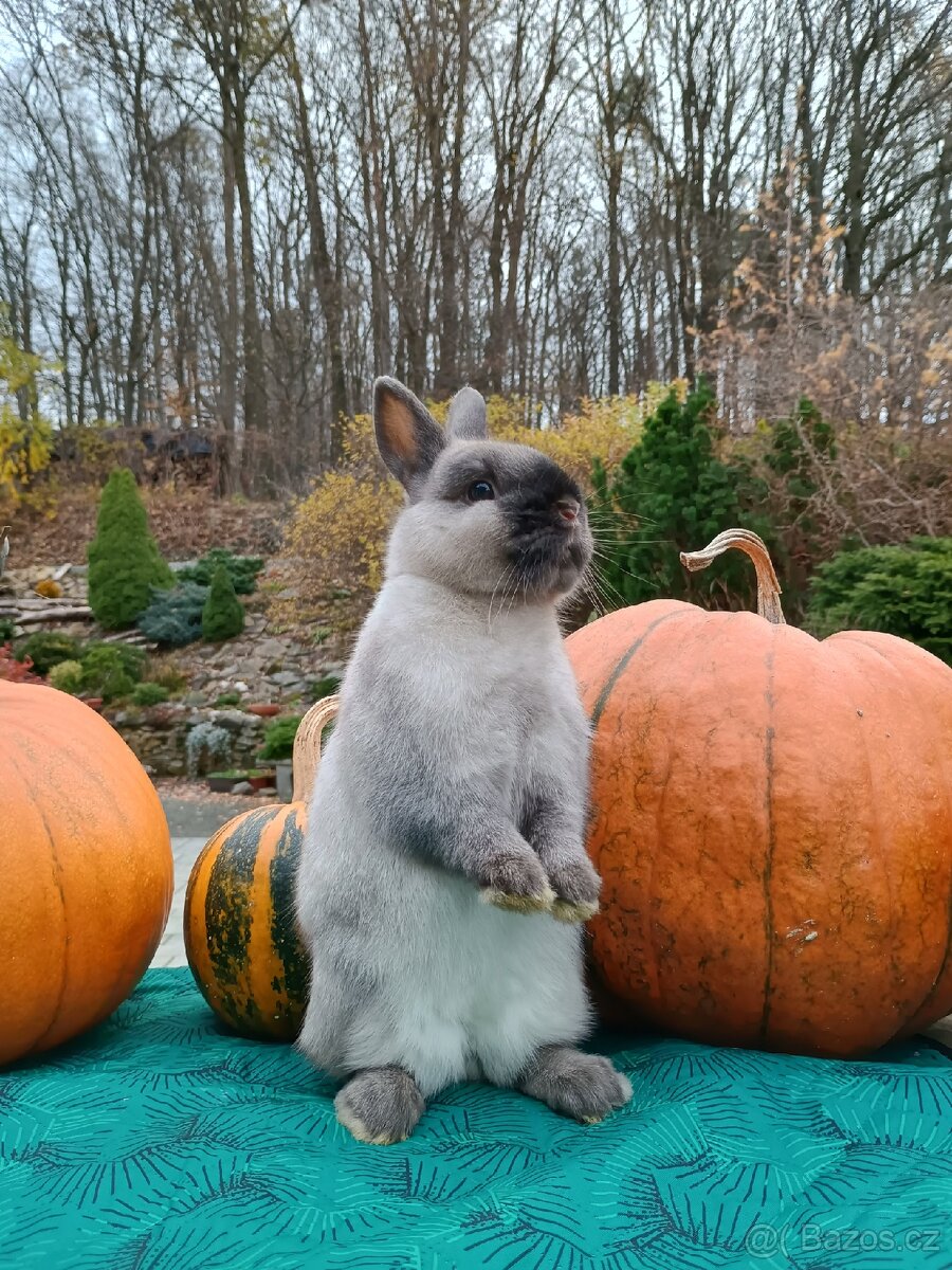 Zakrslý siamský žlutý sameček Méďa - 4